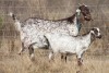 1+1 X CAPE SKILDER DOE Red Ribbon - 7