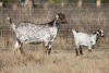 1+1 X CAPE SKILDER DOE Red Ribbon - 8
