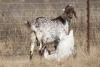 1+1 X CAPE SKILDER DOE Red Ribbon - 9