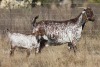 1+1 X CAPE SKILDER DOE Red Ribbon - 3