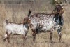 1+1 X CAPE SKILDER DOE Red Ribbon - 6