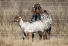 1+1 X CAPE SKILDER DOE Red Ribbon - 7