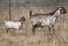 1+1 X CAPE SKILDER DOE Red Ribbon - 8