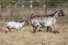 1+1 X CAPE SKILDER DOE Red Ribbon - 9