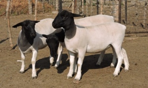 3x DORPER OOI/EWE Izak Nel Dorpers (Per stuk om lot te neem/Per piece to take the lot) KUDDE