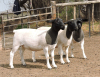 3x DORPER OOI/EWE Izak Nel Dorpers (Per stuk om lot te neem/Per piece to take the lot) 2 KUDDE,1STOET