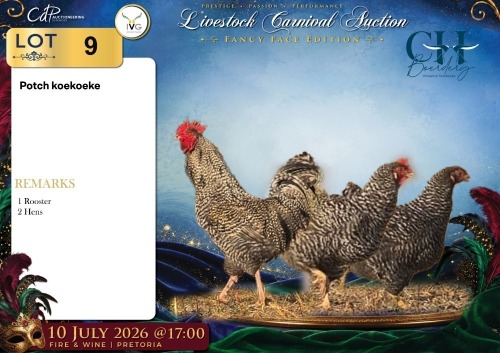 3 X Potch koekoeke ROOSTER & HEN CH Boerdery (Per animal to take the lot)
