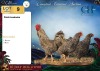 3 X Potch koekoeke ROOSTER & HEN CH Boerdery (Per animal to take the lot) - 4