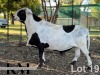 1 X MEATMASTER NOT RECORDED SEMEN KROON MEATMASTERS