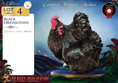 2 X SWART ORPINGTONS ROOSTER & HEN Red Ribbon (Per animal to take the lot)