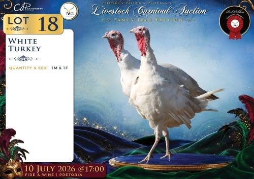 2 X WHITE TURKEY MALE & FEMALE Red Ribbon (Per animal to take the lot)