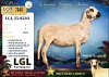 1 X DAMARA EWE LGL Farming Co - 2