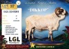 1 X DAMARA RAM LGL Farming Co - 2
