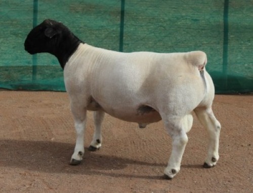 1x DORPER Ram Mickey Phillips & Son Dorpers TYPE 5