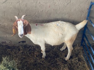 LOT 7 1X OOI/EWE BOERBOK Rhenosterhoek, Kobus van der Walt - 082926 0929