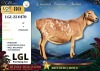 1 X PERSIE PREGNANT EWE LGL Farming Co - 2