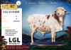 1 X PERSIE RAM LGL Farming Co - 2