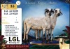 1 X DAMARA EWE LGL Farming Co - 2