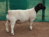 1x DORPER Ram Mickey Phillips & Son Dorpers TYPE 5