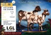 1 X CAPE LOB EAR PREGNANT DOE LGL Farming Co - 2