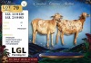 1 X PERSIE PREGNANT EWE LGL Farming Co - 2