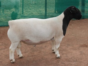 1x DORPER Ram Mickey Phillips & Son Dorpers TYPE 5