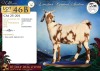 1 X CAPE LOB EAR PREGNANT DOE Hartsvlei Boerdery - 2