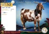 1 X CAPE LOB EAR PREGNANT DOE Sine Metu Farming - 2