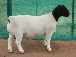 1x DORPER Ram Mickey Phillips & Son Dorpers FLOCK