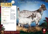 1+1 X CAPE SKILDER DOE Red Ribbon - 2