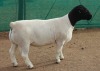 1x DORPER Ram Mickey Phillips & Son Dorpers STUD