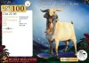 1 X CAPE LOB EAR BUCK Hartsvlei Boerdery - 2