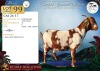 1 X CAPE LOB EAR PREGNANT DOE Hartsvlei Boerdery - 2
