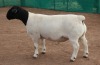 1x DORPER Ram Mickey Phillips & Son Dorpers STUD