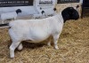 1x DORPER Ram Mickey Phillips & Son Dorpers STUD