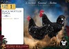 2 X SWART MOTTLED VENDA ROOSTER & HEN Xandorr (Per animal to take the lot) - 2