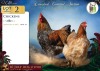 2 X HOENDER ROOSTER & HEN Wilmeg (Per animal to take the lot) - 2