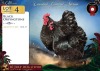 2 X SWART ORPINGTONS ROOSTER & HEN Red Ribbon (Per animal to take the lot) - 2