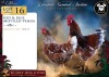 2 X RED & BLUE MOTTLED VENDA ROOSTER & HEN Xandorr (Per animal to take the lot) - 2