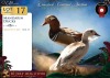 2 X MANDARIN EENDE ROOSTER & HEN Red Ribbon (Per animal to take the lot) - 2