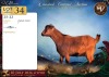 1 X DWERG BOK PREGNANT DOE Maize Valley - 2