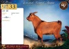 1 X DWERG BOK BUCK Maize Valley - 2