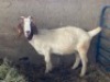 LOT 7 1X OOI/EWE BOERBOK Rhenosterhoek, Kobus van der Walt - 082926 0929 - 2