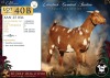 1 X CAPE LOB EAR PREGNANT DOE Xandorr - 2
