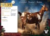 1 X CAPE LOB EAR PREGNANT DOE Xandorr - 2