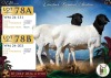 1 X PERSIE PREGNANT EWE Wilmeg - 2