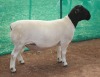 1x DORPER Ram Mickey Phillips & Son Dorpers STUD