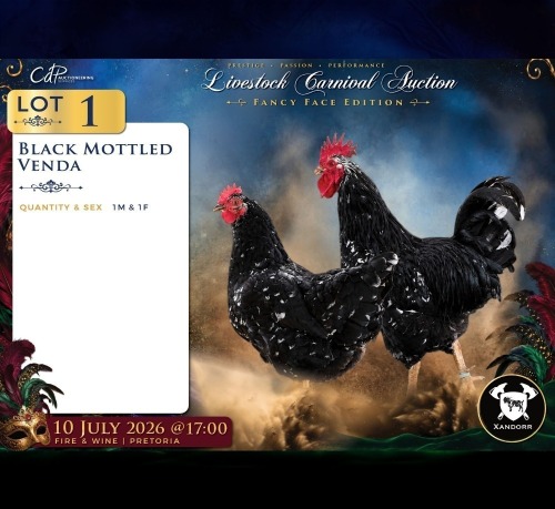 2 X SWART MOTTLED VENDA ROOSTER & HEN Xandorr (Per animal to take the lot)