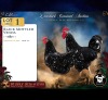 2 X SWART MOTTLED VENDA ROOSTER & HEN Xandorr (Per animal to take the lot)