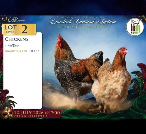 2 X HOENDER ROOSTER & HEN Wilmeg (Per animal to take the lot)